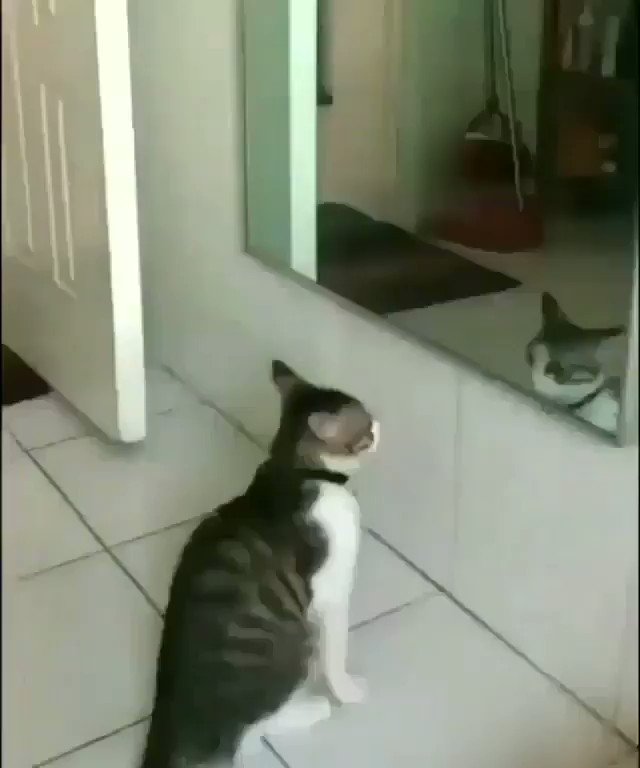 Do not want to lose! °·*❃*·°
Video: unknown
#Instagram #fighting #meow #catlover