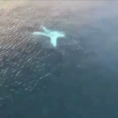 Incredibly rare footage of an albino manta ray ... ๐