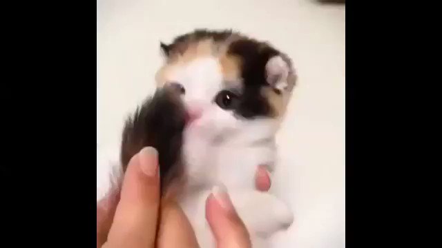 猫の赤ちゃんがしっぽをパクパクしているだけの動画www癒されるwww