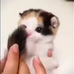 猫の赤ちゃんがしっぽをパクパクしているだけの動画!癒される!