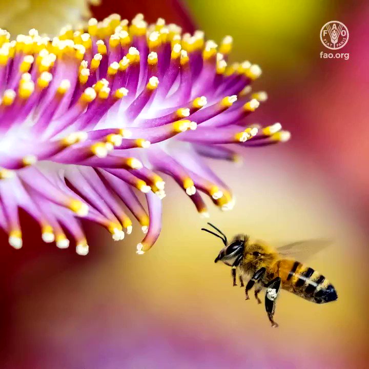 Biodiversity: why its loss is your loss.
🔊 Listen to @FAO's latest podcast on #biodiversity and it's vital role in food and agriculture 👉http://bit.ly/2UqgWAK
#ZeroHunger