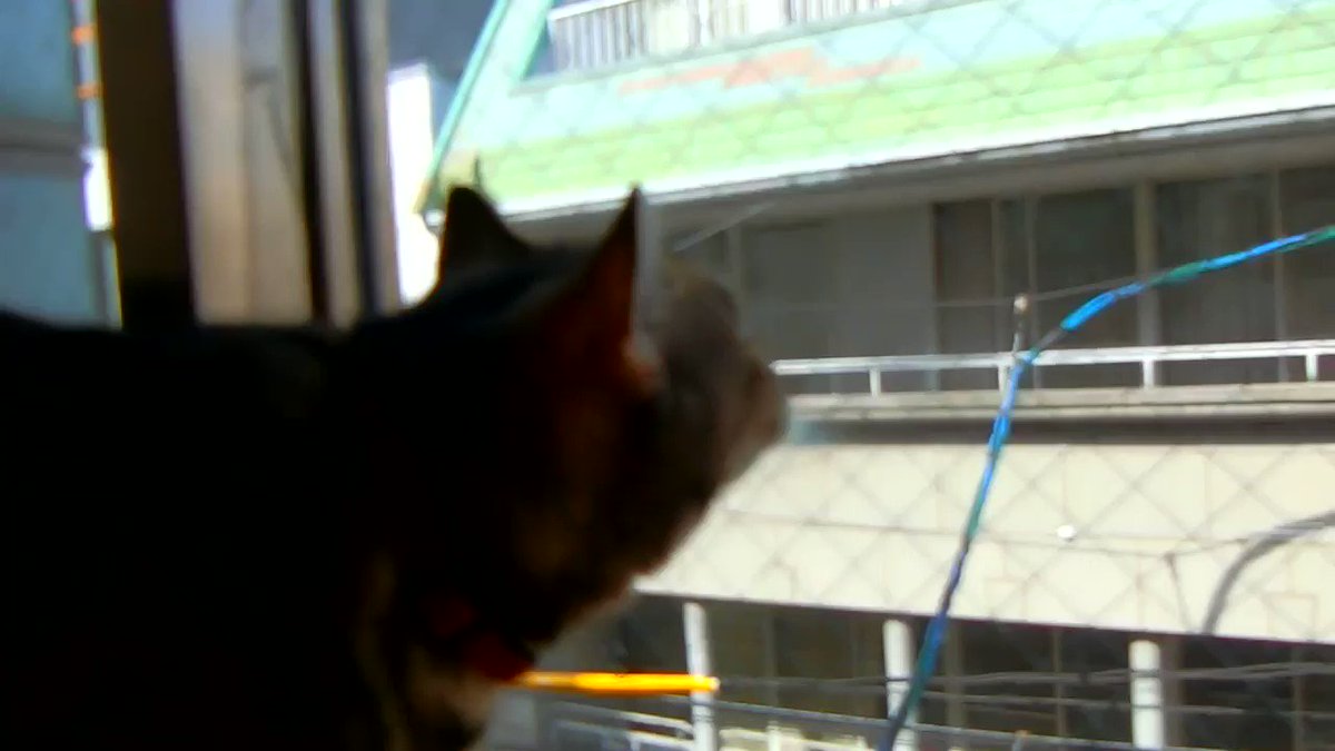 あなご姫 僕もカラス語できるんニャ カッカッカッカッカッ クラッキング バロン猫と仲間たち