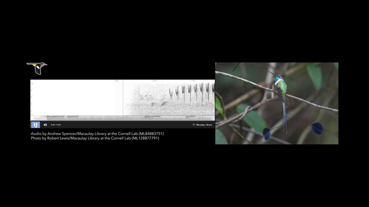 The Marvelous Spatuletail is an aptly named endangered hummingbird found in a small region of Peru & is threatened by poaching & habitat loss. The male uses his 2 spectacular outer tail feathers & flight display to woo females. These calls are from a young male. #EndangeredVoices