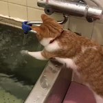 まるで湯加減を見ている猫が可愛すぎる