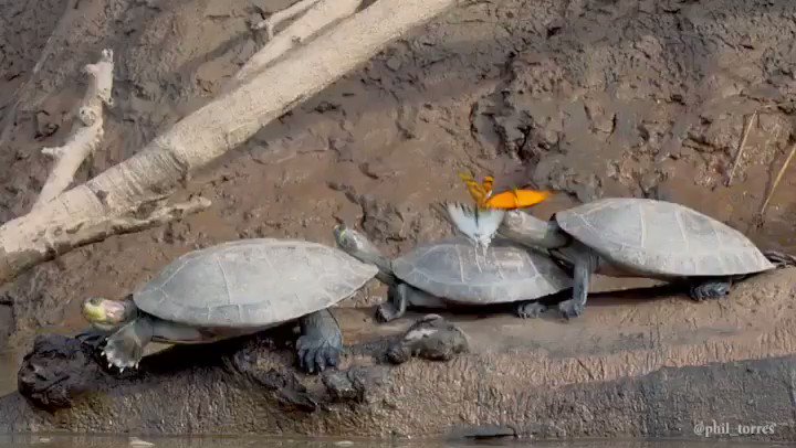 カメの涙から塩分を得て生き延びる蝶。それぞれの特徴を知っているからこその特徴！