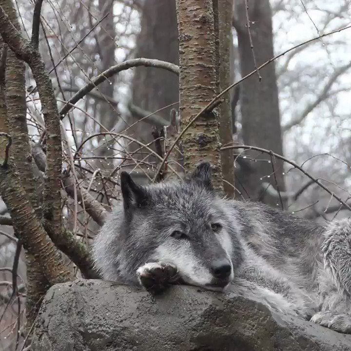No person has the right to rain on your dreams. ~Martin Luther King Jr.
#worthfightingfor #standforwolves