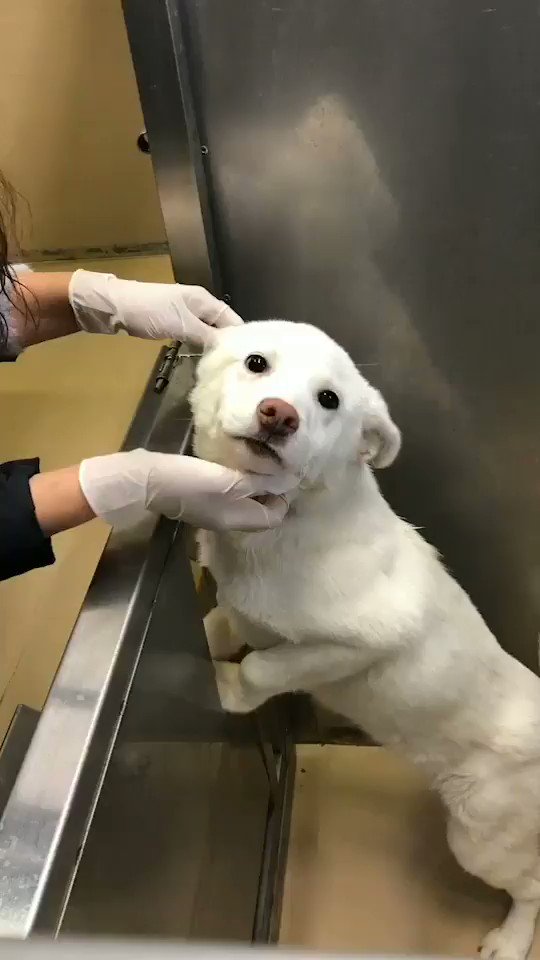 大至急‼里親様大募集です。迷子犬を保護しました。