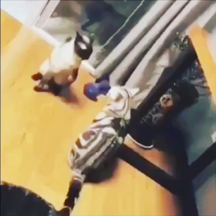 One Minute #BREAKDOWN: Steve The Cat vs Jorge Catsvidal!
COME GET IT STEVE!!!
🐈👊🏻
Enjoy The Hostilities My Friends.
#BINK #cat #cats #CatsOfTwitter #animal #animals #fight #slam #wrestling #ko @AnimalPlanet @UFC @GamebredFighter @joerogan @danawhite @espn @espnmma @bisping