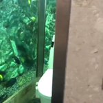 まるで水族館のよう!魚が自由に泳ぐトイレがある!