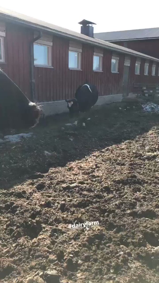 Äippälomalaiset lähtivät ulos nauttimaan auringosta ☀️🐮Nuoret hyppivät mut Ylistys vanha rouva 12v tosin käveli laitumen reunalle haisteli ilmaa.. haisteli laidunta.. katsoi minua ?!?! Kääntyi takaisin, meni sisään.. sen pituinen se😂🐮