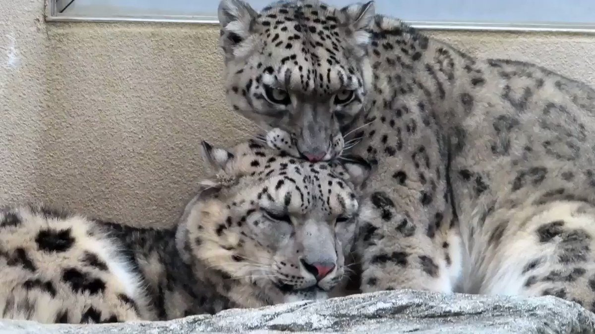 びよーーーん ユキヒョウ ユッコ ロシアの男の子 王子動物園 話題の画像がわかるサイト