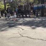 可愛らしい!ガチョウ組の後ろを必死でついていくアヒル!？音量注意。