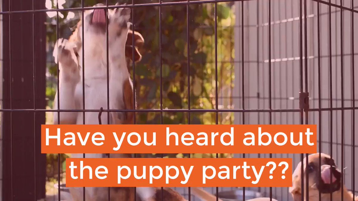 Join us tomorrow for a #puppy extravaganza, at the ranch! Our adoptable puppies will be out for you to meet, along with a few of our ranch residents that are longing for their furever homes! Reduced adoption fees, tomorrow only! 💛🐾🐕 #bigdogranchrescue #adoptdontshop