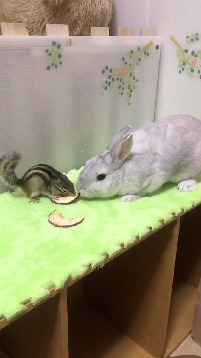 2つあげたリンゴのうち1つを取り合うリスとうさぎがほのぼのかわいい動画 遊んでる うちの子どももよくやる Togetter 2つあげたリンゴのうち1つを取り合うリスとうさぎがほのぼのかわいい動画 遊んでる うちの子どももよくやる Togetter