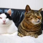 癒し音!ゴロゴロ～ぶるるとべるるが眠るまで。