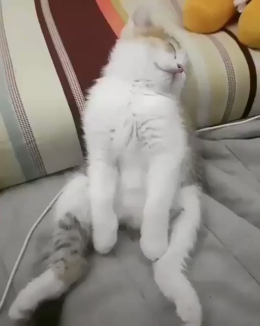 完全に野生をなくしてしまった猫が、可愛いから見てみてwww