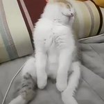 完全に野生をなくしてしまった猫が、可愛いから見てみて!