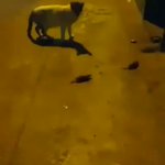 証拠隠滅に失敗 すぐにつかまってしまったきなこまみれの猫 話題の画像プラス