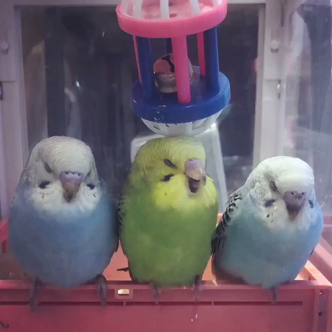 カイさん の最近のツイート 2 Whotwi グラフィカルtwitter分析 カイさん の最近のツイート 2 Whotwi グラフィカルtwitter分析