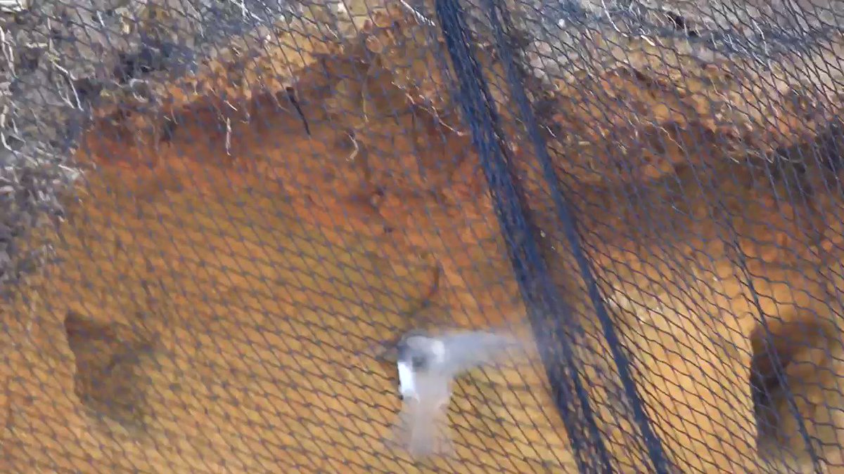 #Sandmartin meets netting. #BactonSandscaping No nesting for you, my amber listed migrant.#NestingNotNets