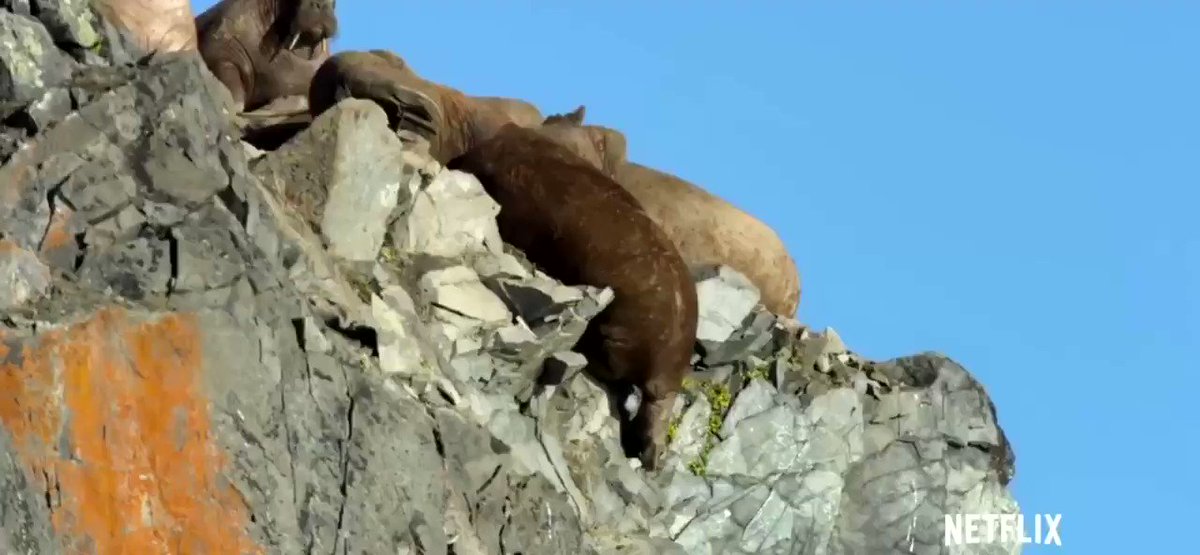 The sad reality of climate change. The walrus with no ice or place to go.
#Walrus
#OurPlanet
#ClimateChange
#Climate