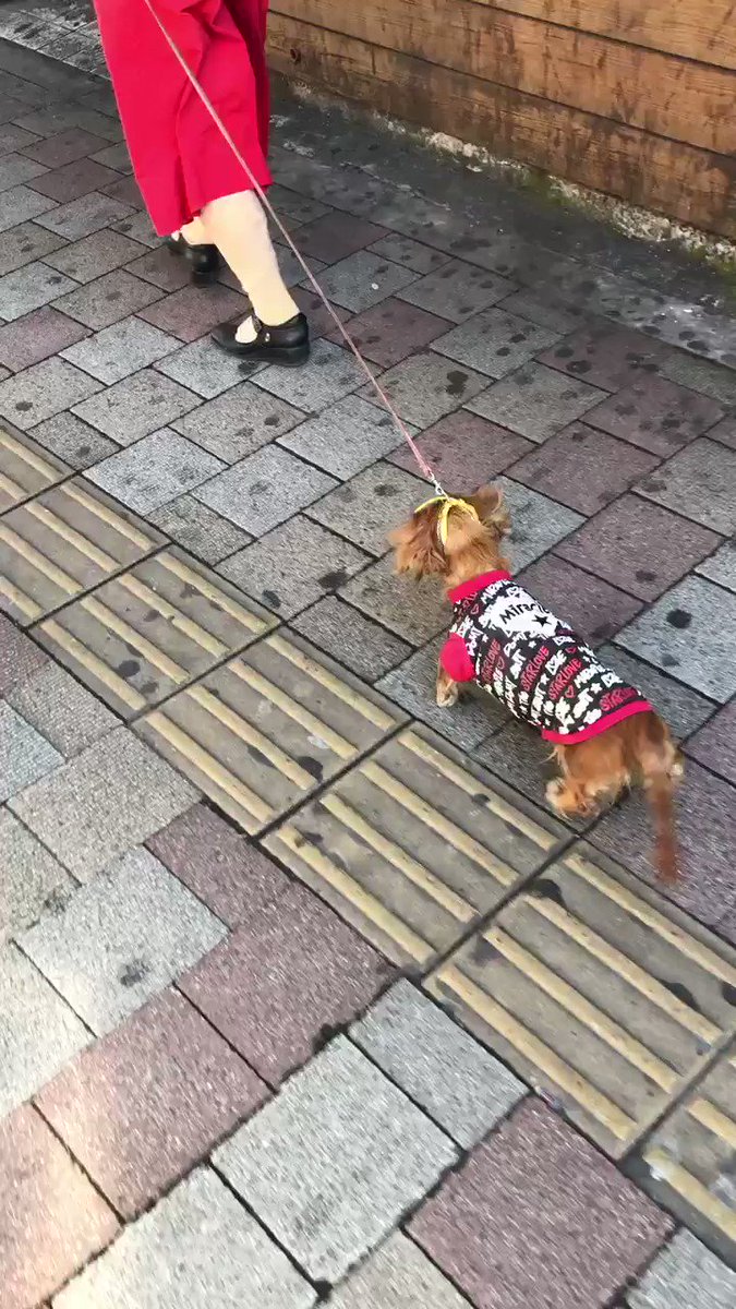 タンタンパパ この一連のスレッドはあまりに悲しすぎますね 老犬を首輪で引っ張りながら歩く女性 窒息し気絶しているのも気づかず横断歩道を引きずって渡り 抱き上げた時にはグッタリとした状態 数日後に死亡 この子の犬生の締め括りがこんな形で