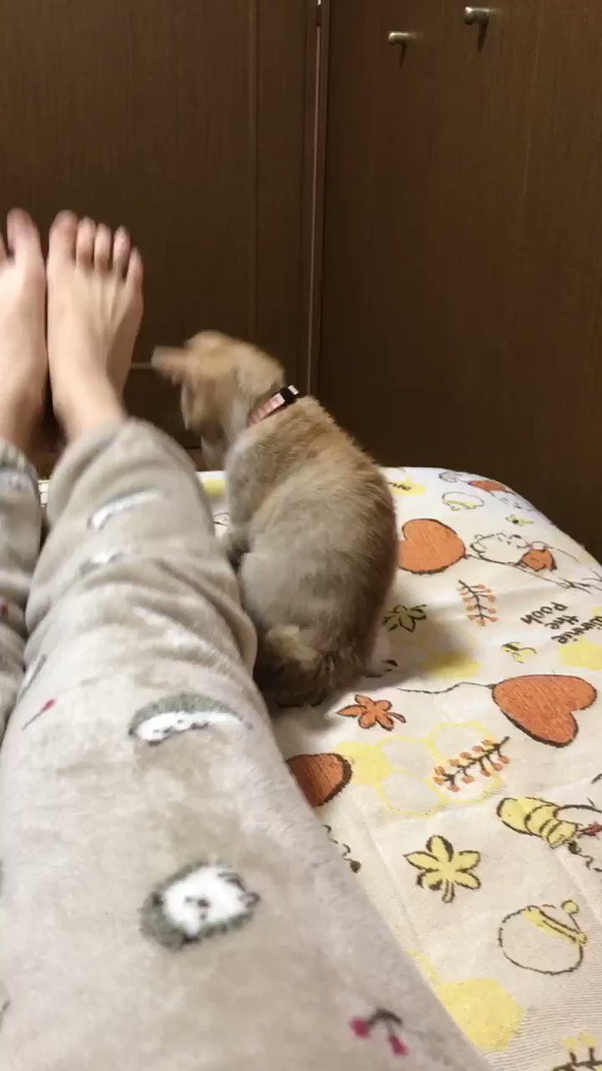 筋トレを邪魔してくる猫さんがかわいくて筋トレどころではない動画 うちのも邪魔してくる 逆に抱えてスクワットしてる Togetter