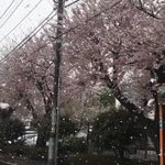 桜と雪の共存!幻想的な風景に見惚れる……!