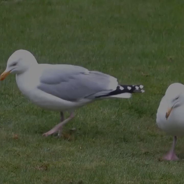 If you're hungry and you know it, stomp your feet.