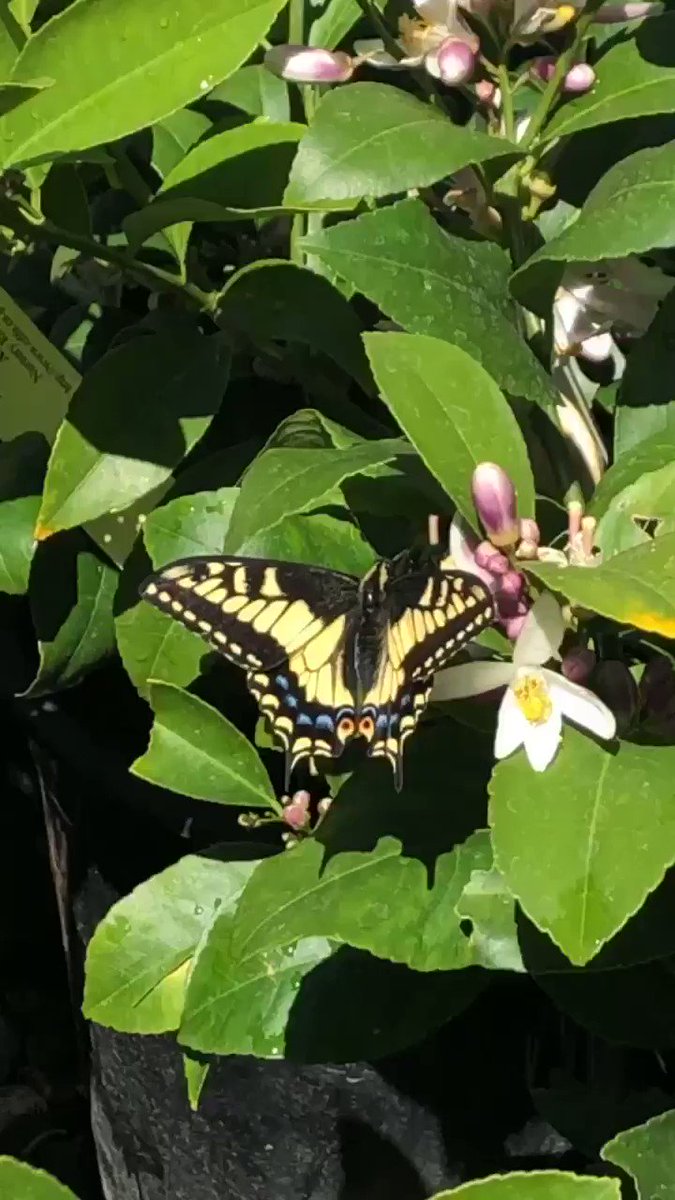 This little beauty hung around me yesterday and it made me stop, take a breath and smile. I hope you take the necessary pause you need today to help yourself stay grounded and happy #RadiantJ