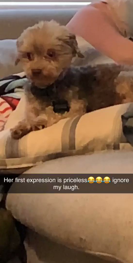 This Cat Is Fucked Up Bruh JDBwitTheJuice🔱🌊 on Twitter: "Bruh the dog face yo lmfaoooo 😂😂😂https