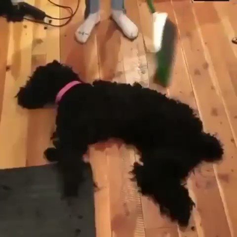 まさかの惨劇に驚きを隠せない犬www犬もあんなに驚くんだねwww