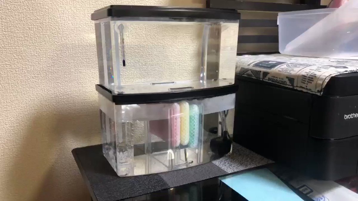 一馬力 かずまぱわ No Twitter 基本的に100均で買ってきた材料でオーバーフロー水槽自作 今から試験運転開始 アクアリウム オーバーフロー水槽 水槽 自作 ダイソー ダイソースイソー 一馬力 かずまぱわ No Twitter 基本的に100均で買ってきた材料でオーバーフロー水槽自作 今から試験運転開始 アクアリウム オーバーフロー水槽 水槽 自作 ダイソー ダイソースイソー