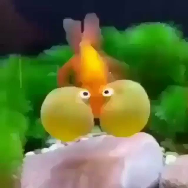 サンヨークライミングジム Sanyoclimbing Twitter