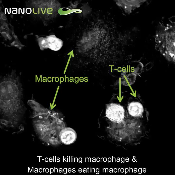 Impressive pictures from Alex Jones (PhD). Two T cells killing macrophages eaten by other macrophages! That's no kidding!