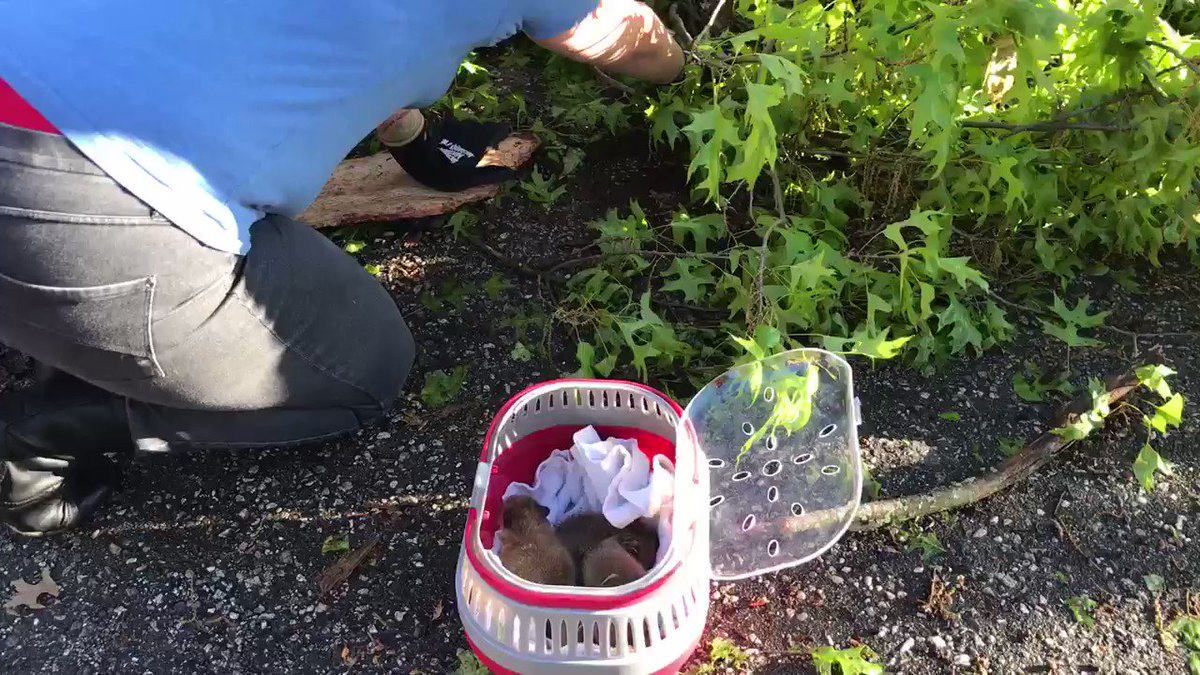 Many of you are asking about the baby raccoons that survived the tree fall. They’ve been rescued and will be rehabbed. @NBC12
