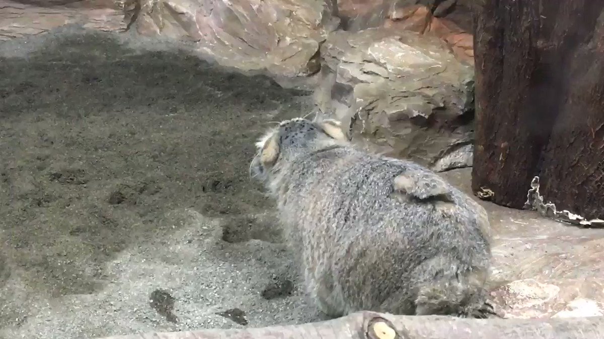 かわいい動物 全1373枚 Twitterで話題の人気画像まとめ 新着順69ページ目