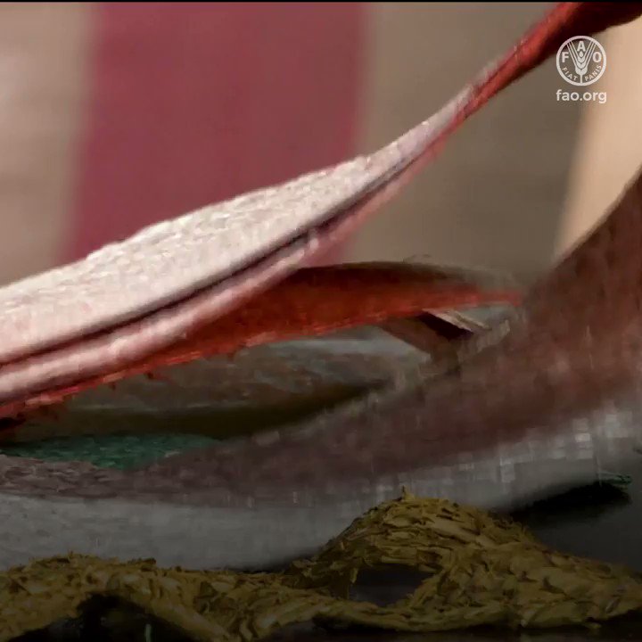 Blue fashion is providing sustainable alternatives to the fashion industry and increasing job opportunities for fishing communities.
🎥 Watch to learn more 👇
#BlueGrowth #BlueFashion #Sustainability