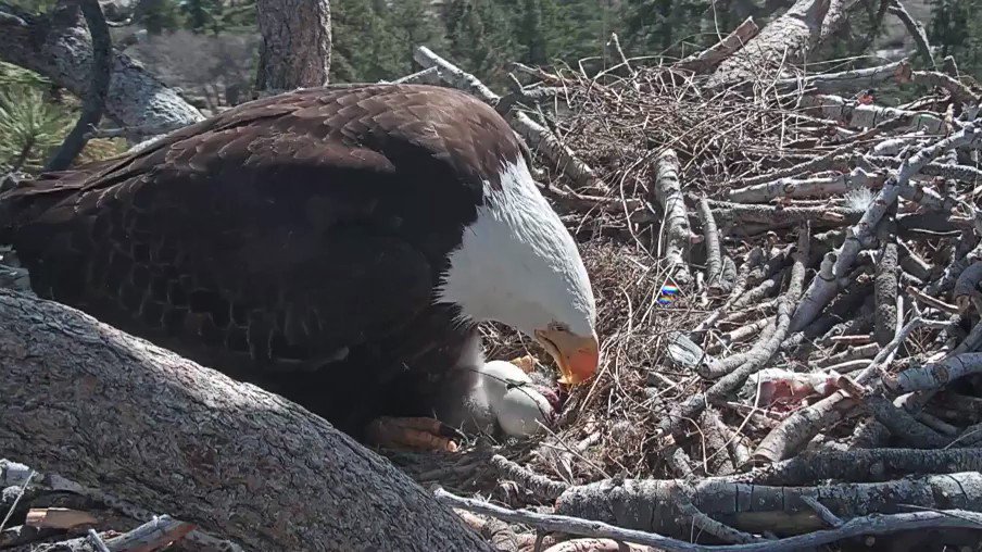 Bear Lake. Watch: A bald eagle egg is hatching at Big Bear Lake