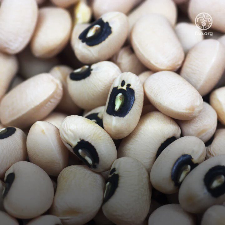 How can these tiny nutritious seeds help us combat climate change and protect our natural resources?
📽️Watch to find out 👇
#LovePulses #nutrition #ZeroHunger