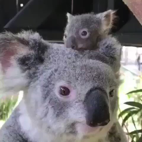 お母さんの頭の上からこんにちは!いい眺めだ~🐨。ニューサウスウェールズ州 @NewSouthWales にあるオーストラリア爬虫類公園 @austreptilepark に暮らすコアラのお母さんと赤ちゃん。Video : via IG/ @Timswildlife