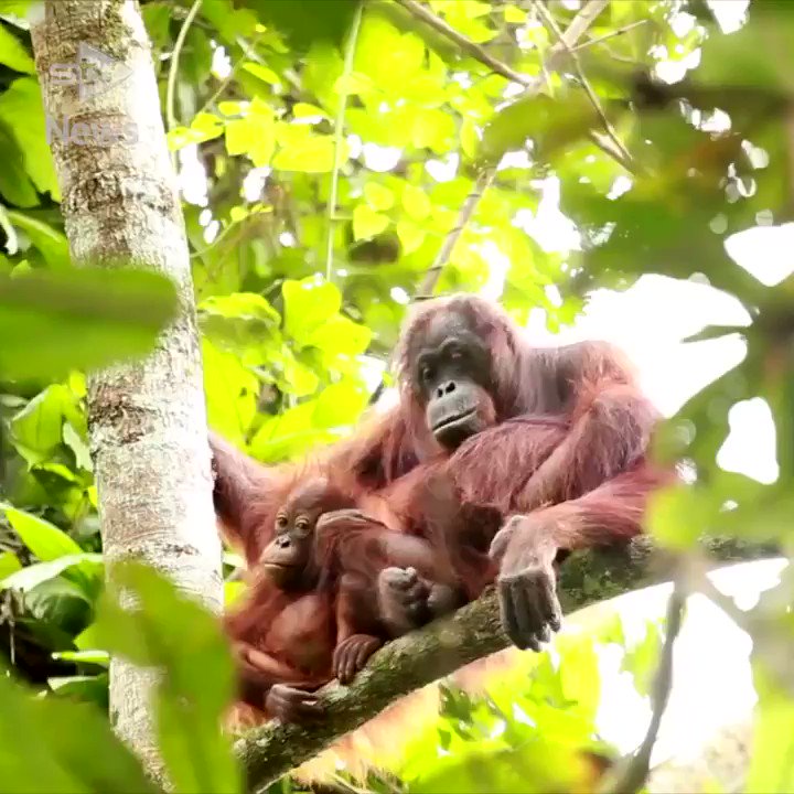 A revolutionary new technology is being used by Scottish scientists to help save one the the planet's most endangered animals: https://bit.ly/2V3FwLp