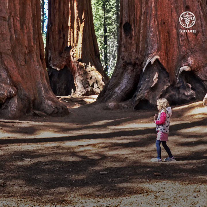 Teaching kids about the endless benefits of #forests can never start too early... and you can make it fun too! 👧🧒🏻👧🏽🧒🏿
Here’s how👇