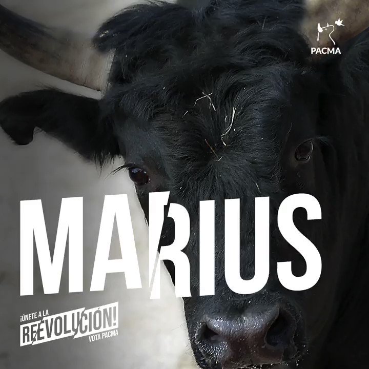 Así queda la “valentía torera” de la que no dejan de hablar los taurinos cuando Marius, con sus cerca de una tonelada, interactúa pacíficamente con la candidata de PACMA, @Lau_Duart.
En verdad los toreros solo son unos cobardes que se divierten torturando a un animal pacífico.