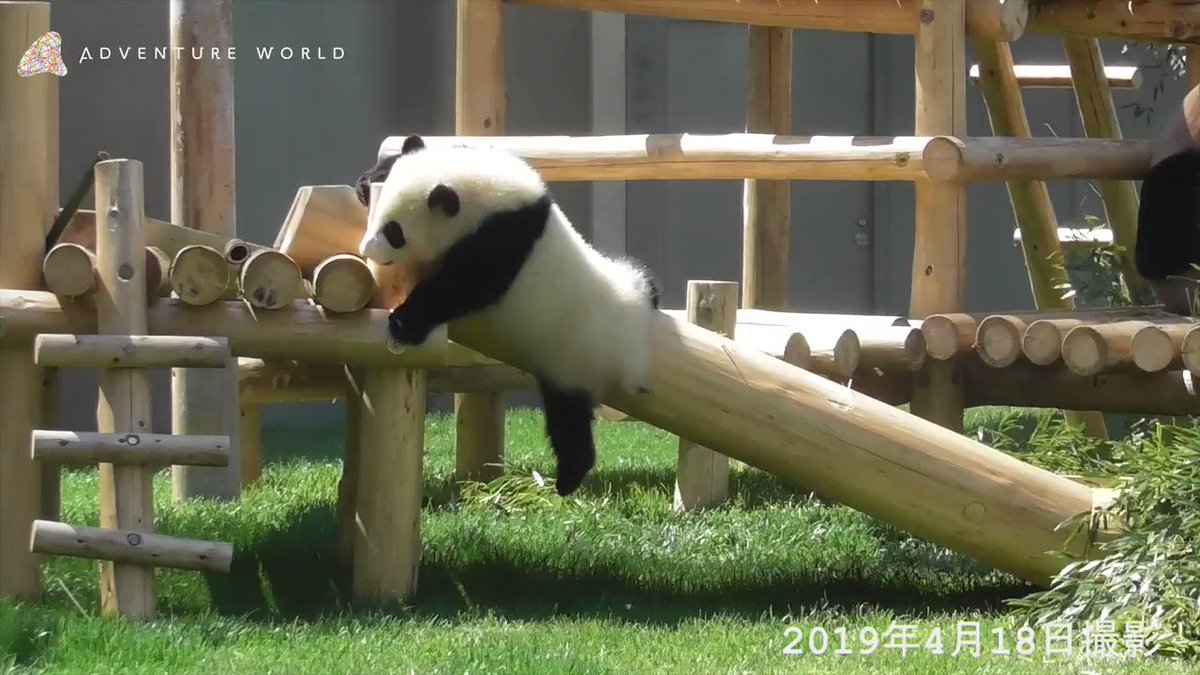 滑り台を滑らずにスタスタ駆け下り、はしごはコロコロ転がるように下りていくパンダの赤ちゃん「彩浜(さいひん)」。彩浜の遊び方は少し変わっている…かも??247日齢(4月18日)の体重:13.90kg (出生時:75g) #アドベンチャーワールド #パンダ #彩浜