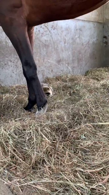 オデュッセア 小説skeb募集中 S Recent Tweets 6 Whotwi Graphical Twitter Analysis