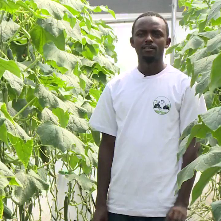 Benefits of greenhouse farming:
Greenhouse farming has not yet been adopted by many farmers in Kenya, but for those farmers practicing this method, the benefits are just wonderful.
So, what is greenhouse farming? What are the advantages of greenhouse farming?
PART 1