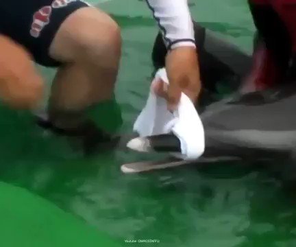 #Dolphins won't eat dead fish. When a Dolphin is captured they have to be force fed.... By shoving a tube into their stomach. RT and don't go to dolphin shows. Don't create a market for animal cruelty. #DolphinProject