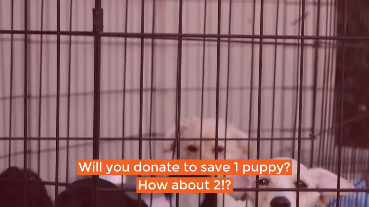 #GreatGive424 is around the corner and a donation today will help us save TWO puppy lives as each $100 donation will be doubled by a special Ranch supporter! Help today here: https://bdrr.org/great-give-2019/ … or donate on 4/24/19 at https://www.greatgiveflorida.org/organizations/bigdogranchrescue-greatgive?fbclid=IwAR1WTkPRaYDi3-_aqm8aYWirnHdDiqXVELffYQARiHUQPv1jZUVOXKs5VNQ …