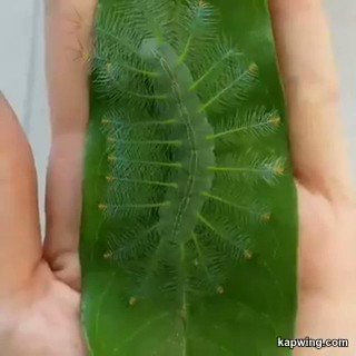 ༻⋆≺ Martin 🏳️🌈 ≻⋆༺ (@KlatuBaradaNiko) on Twitter photo 2019-11-12 15:14:34 Alien looking Caterpillar 🐛 Euthalia Aconthea: commonly known as the Baron Butterfly 🦋 Found in Sri Lanka, India, & Southeast Asia #Nature Alien looking Caterpillar 🐛 Euthalia Aconthea: commonly known as the Baron Butterfly 🦋 Found in Sri Lanka, India, & Southeast Asia #Nature